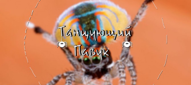 Беседа ВКонтакте Танцующий Павук
